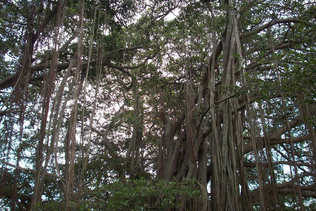 Dodda Alada Mara or Big Banyan Tree (9).jpg